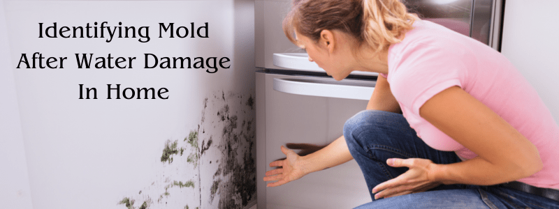 Identifying Mold After Water Damage