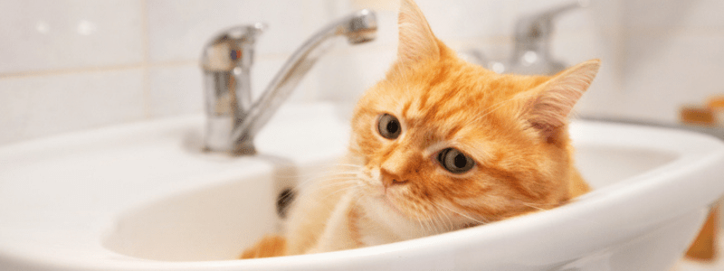 Pet Litters Are Causes Of Clogged Drains